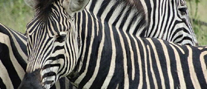 Zebras on an African safari