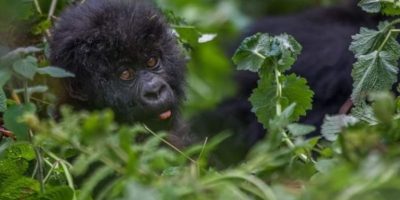 Gorilla tracking in Rwanda